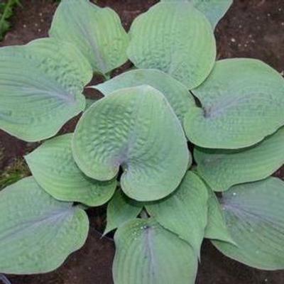 Hosta 'Purple Haze'